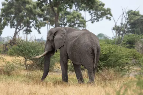Eli2.jpg