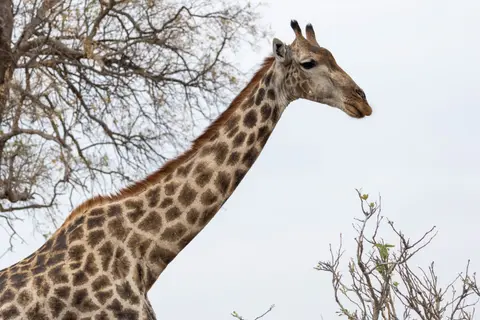 Giraffe(2).jpg