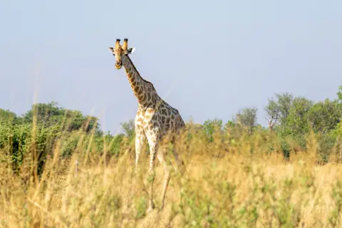 Giraffe-2.jpg