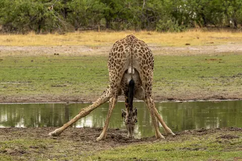 Giraffe3.jpg