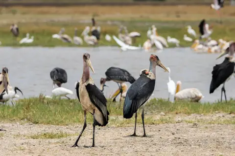 Marabu.jpg