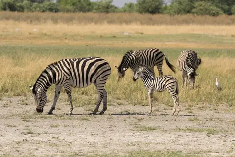 Zebra-2.jpg