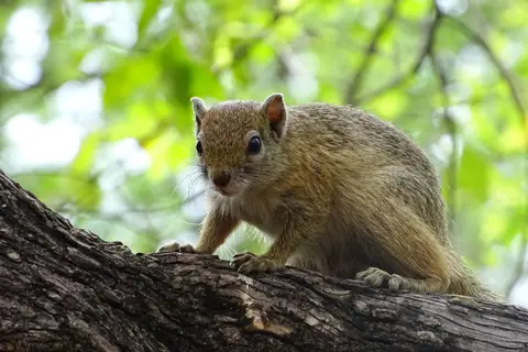 hörnchen.JPG