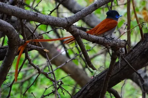 vogelvogel.JPG