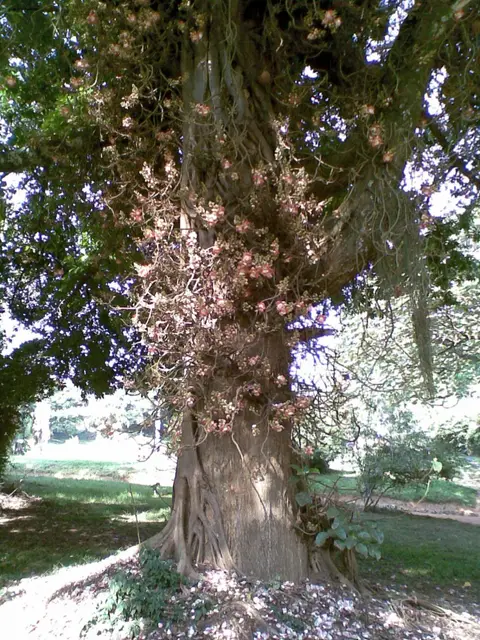 Cannonballtree_1.jpg