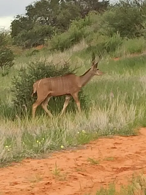 NamibiaSilviaHandy(681).JPG