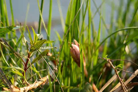 DSC00434.jpg