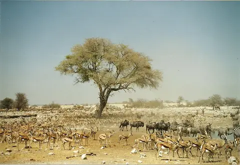 ha5a1992.jpg