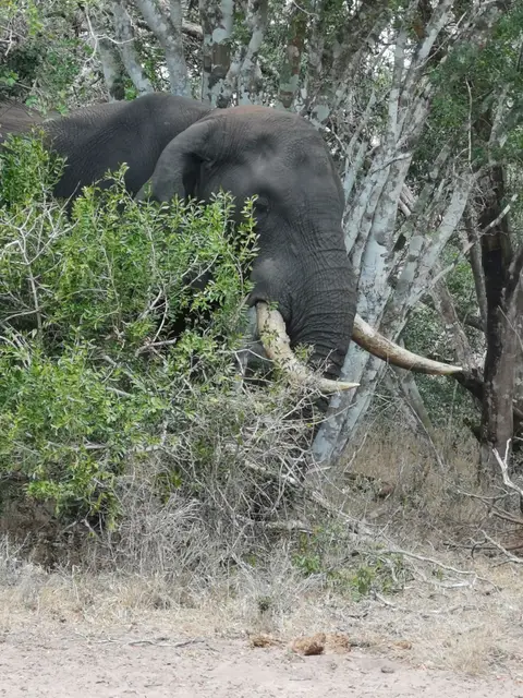 Tusker1.jpg