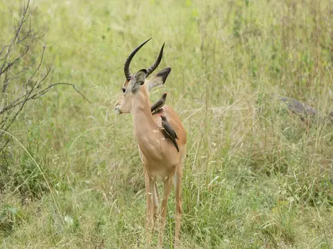 002-Impala.JPG