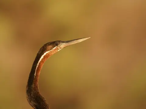 k-SchlangenhalsvogelMR036.JPG