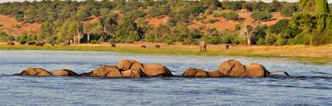 15.01Chobe09.jpg