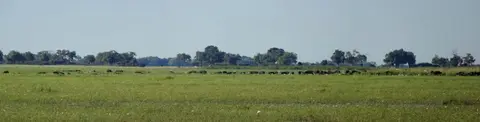 k-13.01BuffeloCore09.jpg
