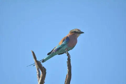 k-DSC_7995.JPG