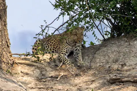 Okavango015.jpg