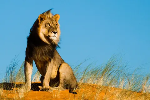 tierwelt-gross-4.jpg