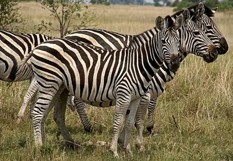 Zebras.JPG