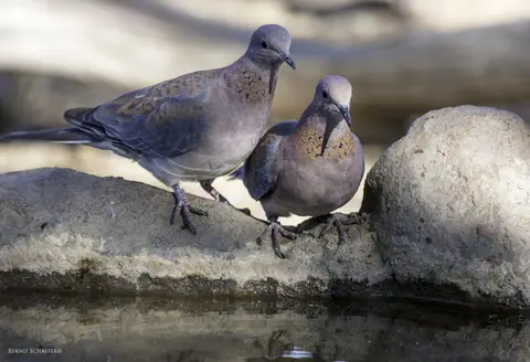 LaughingDove(SenegalTaube).jpg