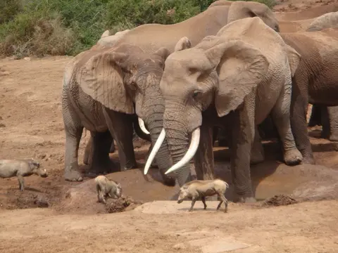 Addo006.jpg