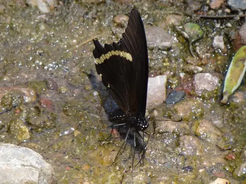 h61d61ab.JPG