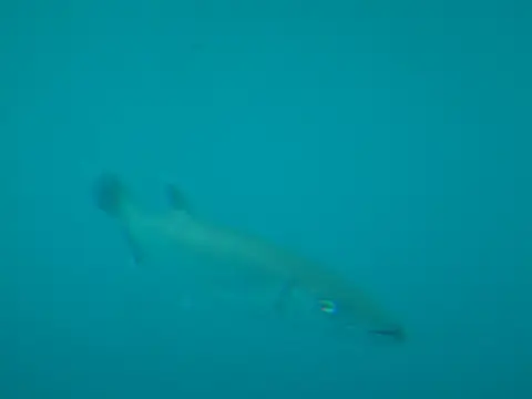 hc545dc4.JPG