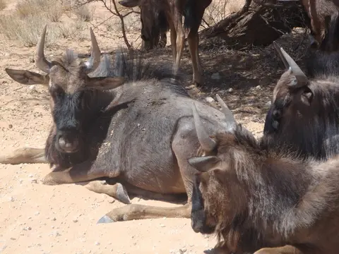 namibia2010386.jpg
