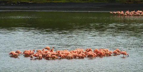007FlamingosArishaNP2.jpg