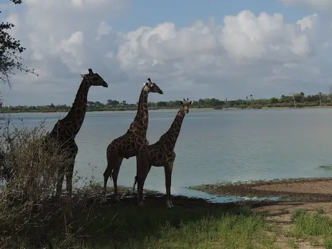 077GiraffenamSee.jpg