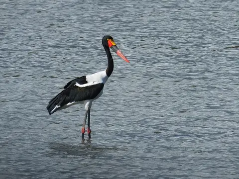 081Sattelstorch.jpg
