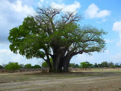 097Baobab.jpg