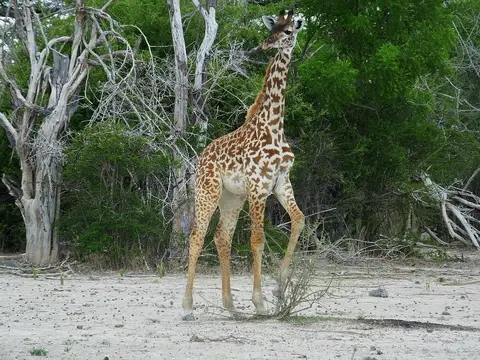 098Giraffe.jpg
