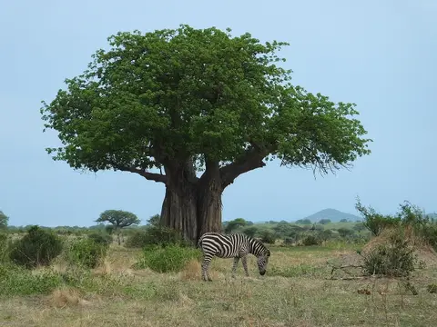 112BaobabundZebra.jpg