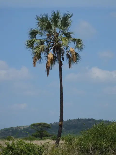 131AffeninPalme.jpg
