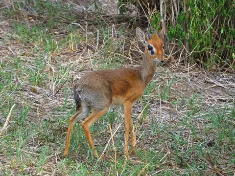 185DikDik.jpg