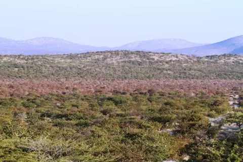 Mopane.JPG