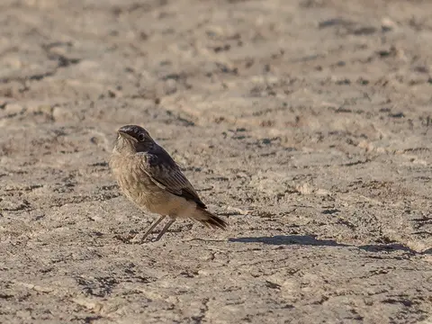 2018_43286_NamibiaSesriemdeadvlei.jpg