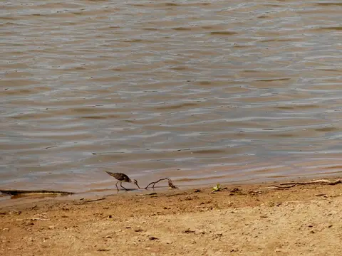 SLNP_Sandpiper....jpg
