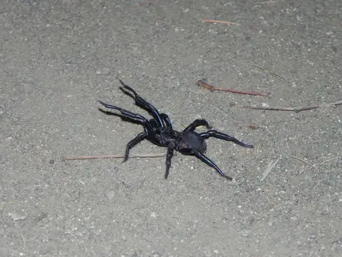 Spinne.JPG