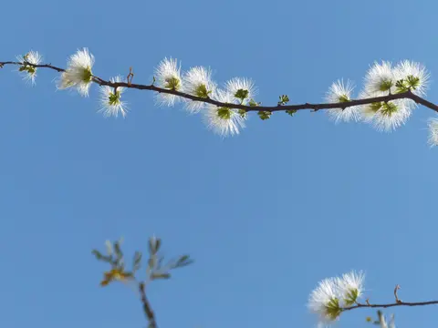 blüten-1.jpg