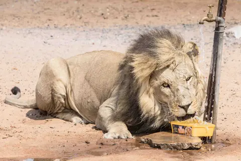 Löwe_Mabua_Mpaja2.jpg