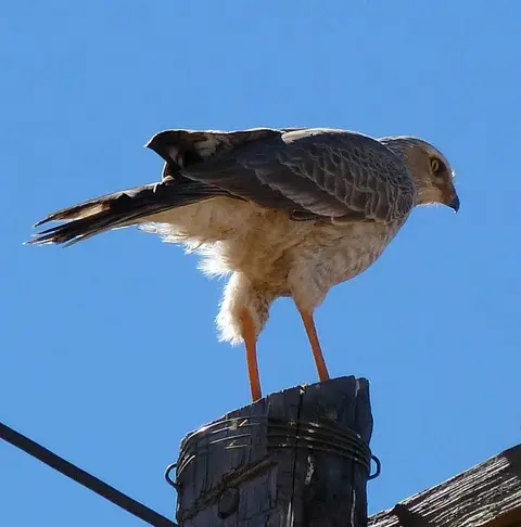 01welcherVogel.jpg