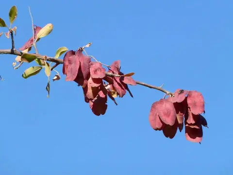 Baum2Huab.jpg