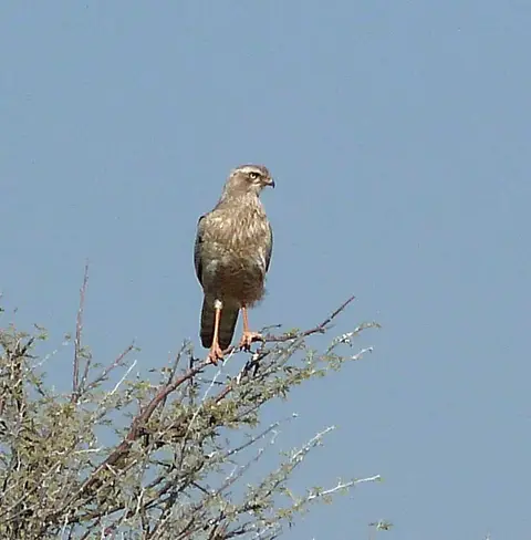 Raubvogel_1.jpg