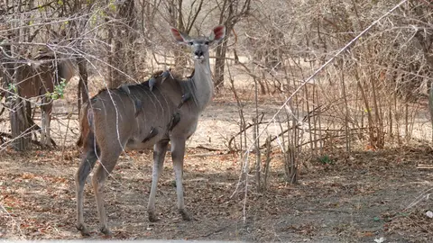 DSC01579ZAM25k.jpg