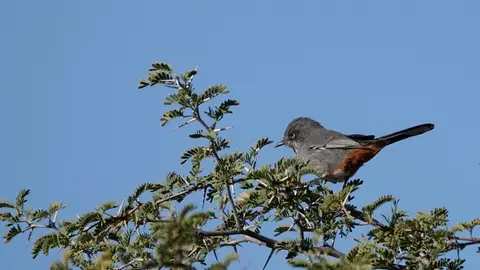 DSC08640ak.JPG