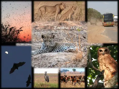 collageZAMk.jpg