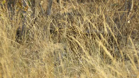 h09c047f.jpg