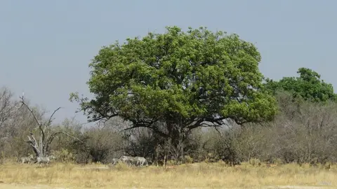 he7b378f.jpg