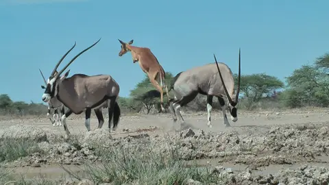 Impala1.jpg