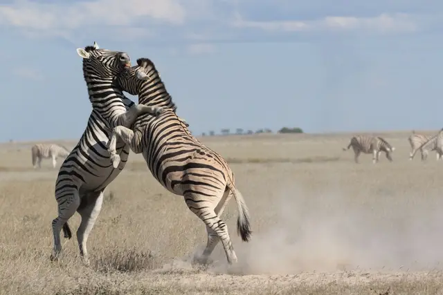 Foto von Daxiang aus «Etosha April 2026 – Das Beste kommt zum Schluss!»